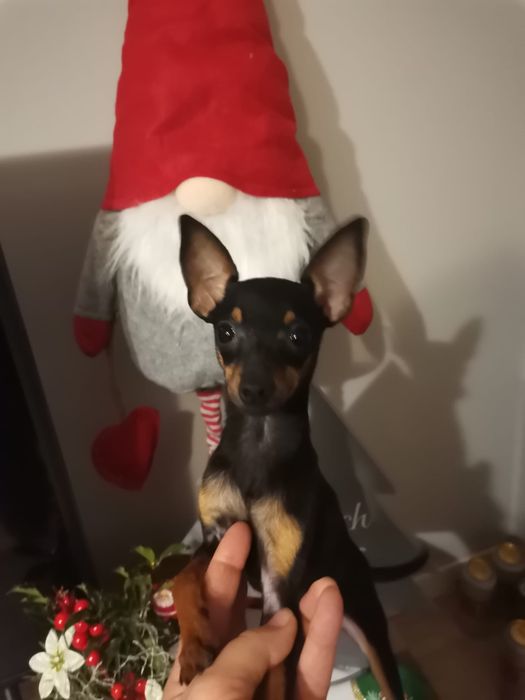 Ratlerek Pinczer miniaturowy SARENKA chip wyprawka