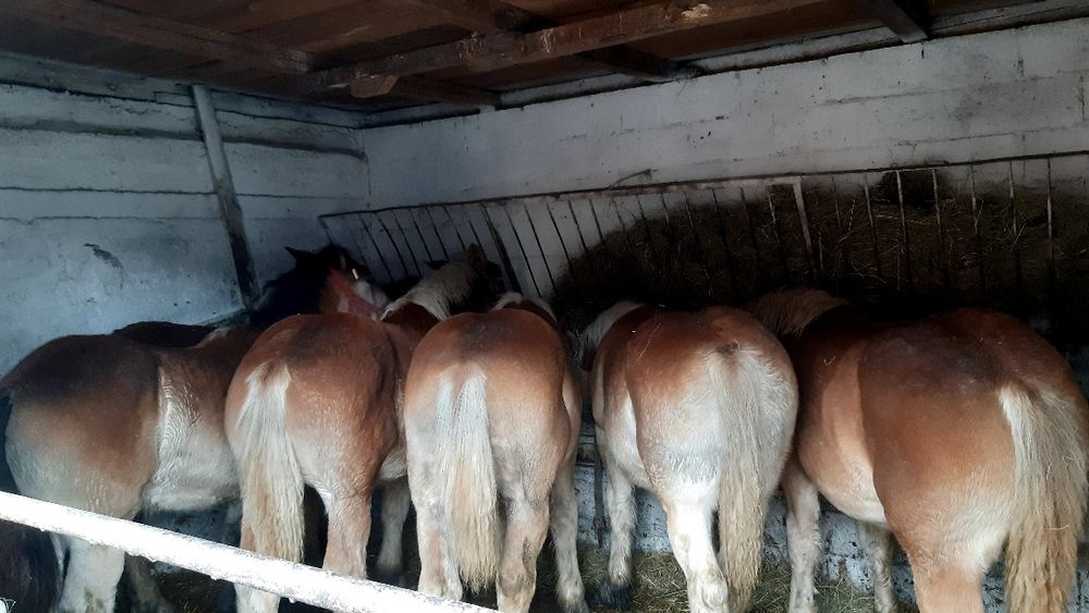 Klaczki żrebice zimnokrwiste