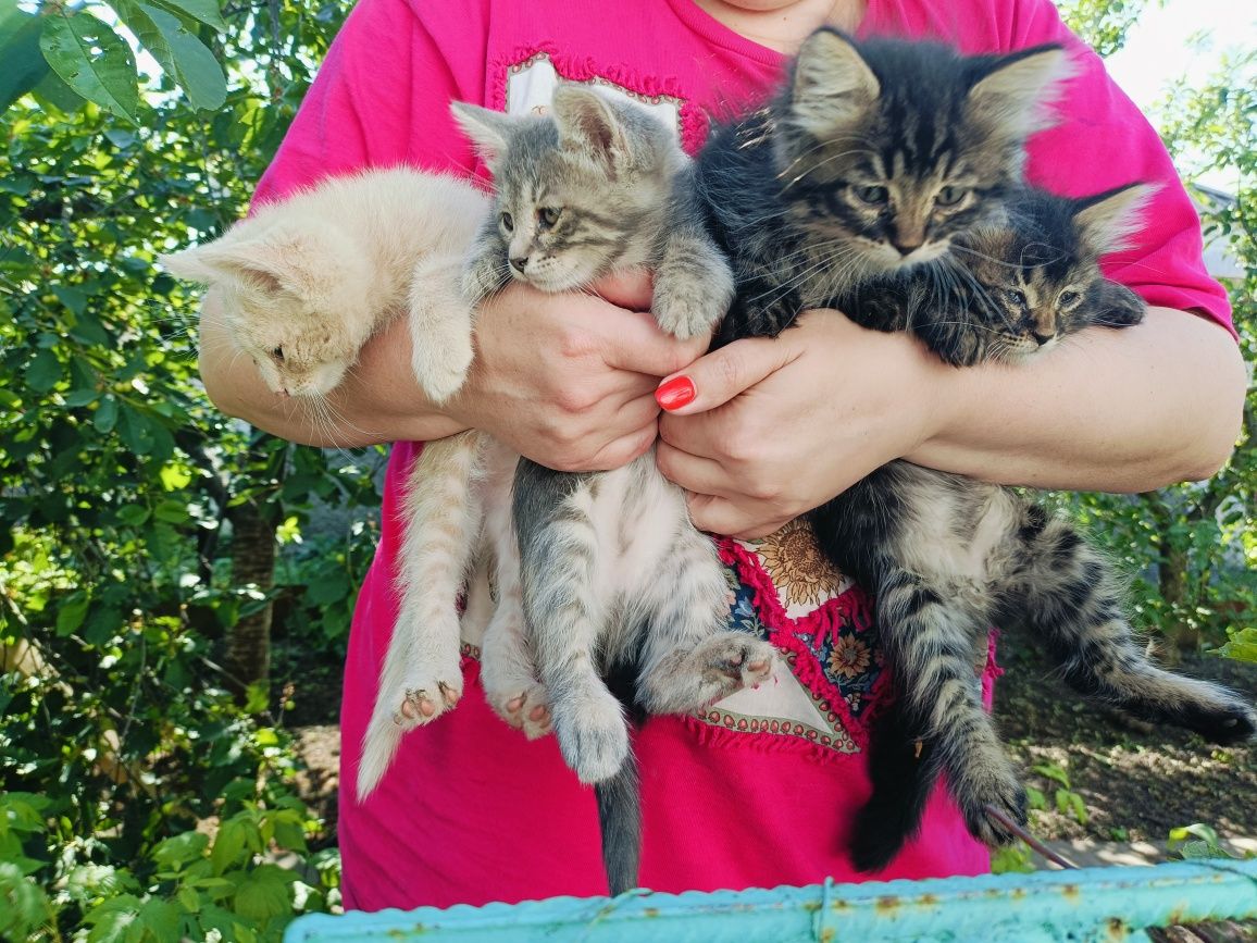 Кошенята 3 дівчинки і хлопчик