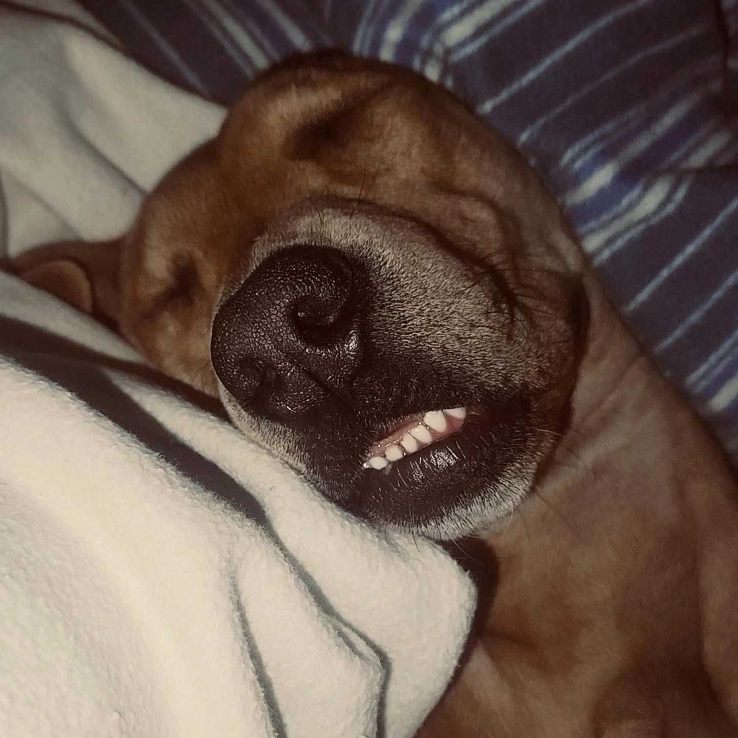 Da se American staffordshire terrier fêmea