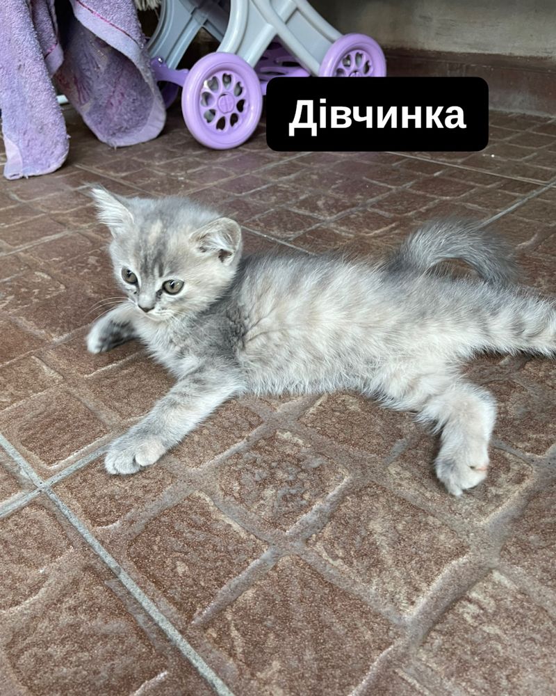 Британські кошенята | висловухі кошенята