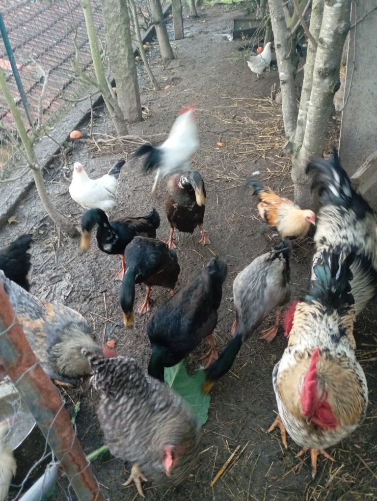 Patos corredores