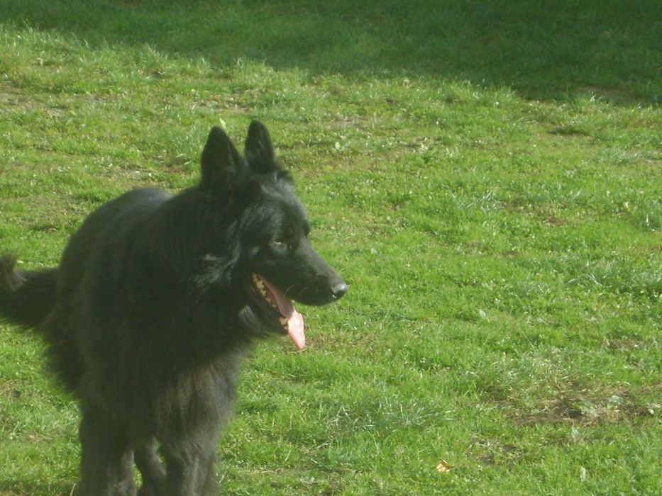 Owczarek Niemiecki Długo włosy -Pies