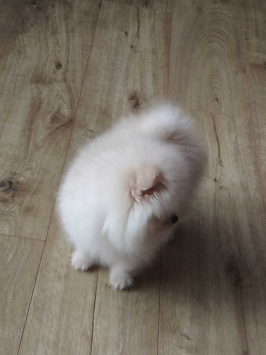 !!! Okazja!!!Miś pomeranian
