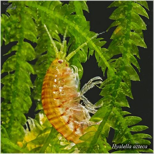 Hyalella Azteca - kiełż meksykański