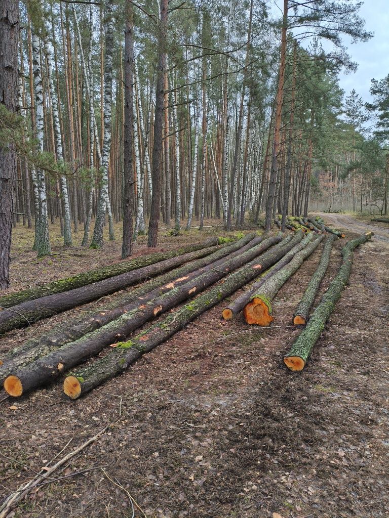 Olcha tartaczna, dłużyca