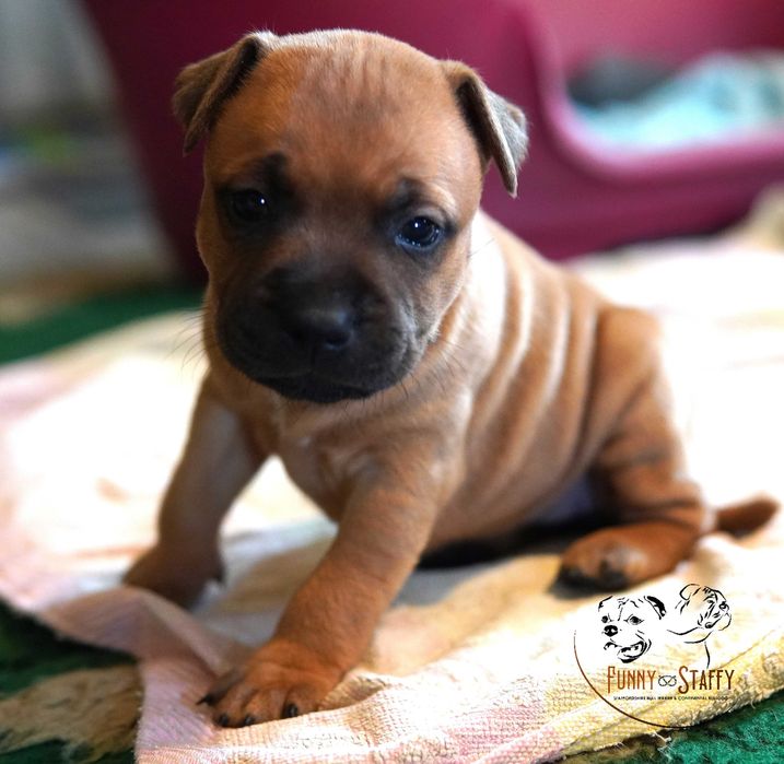 Staffordshire Bull Terrier - suczka