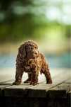 Suczka Lagotto Romagnolo