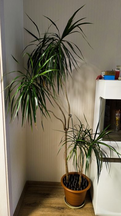 Віддам драцену безкоштовно