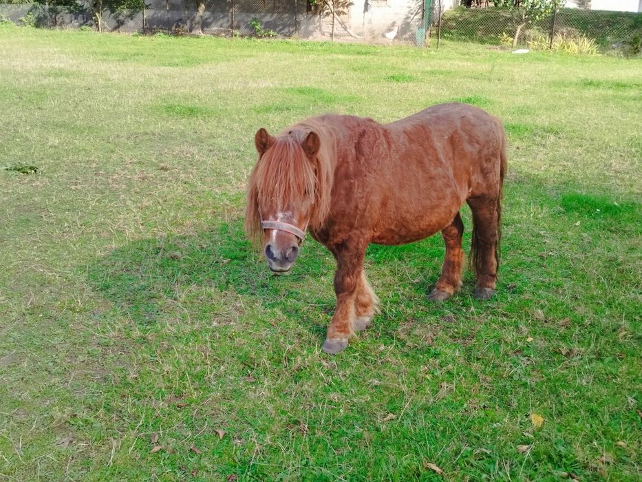 Kucyki z paszportami klacz, ogier  para