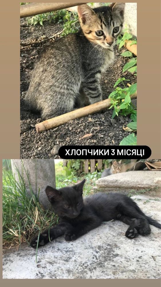 Котики шукають дім