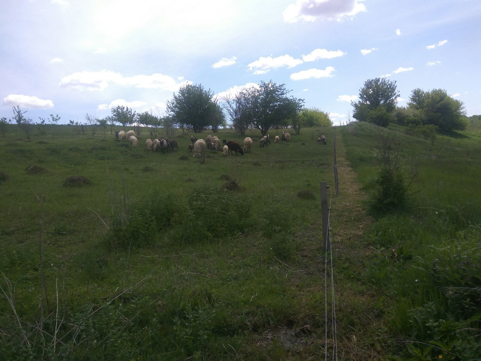 Продаю вівці/барани/ягнята