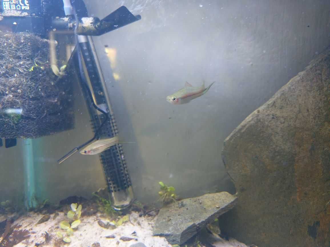 Mieczyki hellera Xiphophorus hellerii WYSYŁKA!