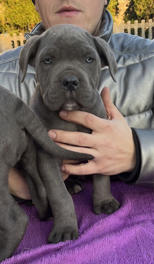 Cane Corso mocny pies