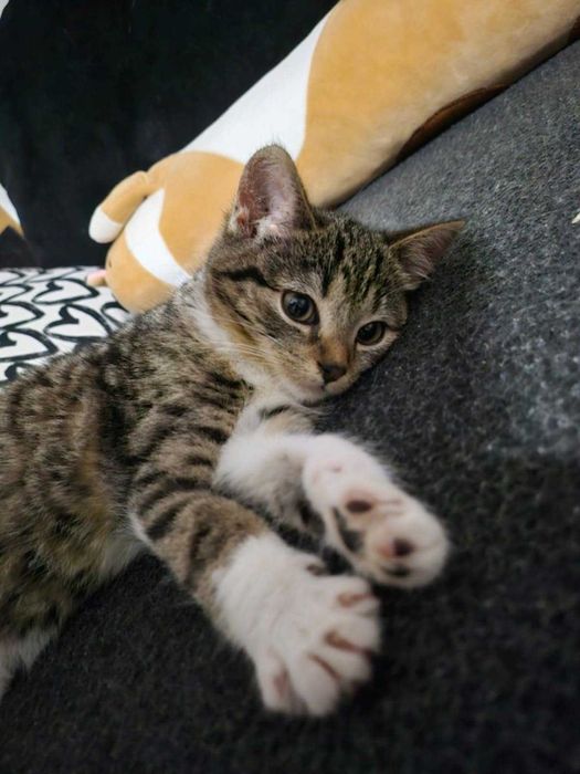 Luna szuka swojego człowieka