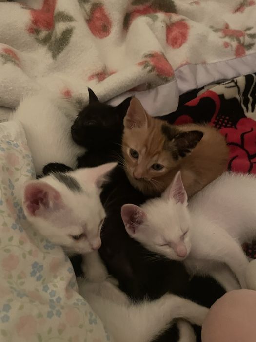 gatinhos para adoção