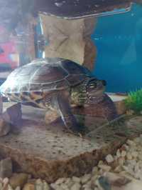 Żółw Chiński - żółw wodno lądowy