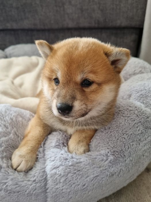 Shiba Inu suczka rezerwacja