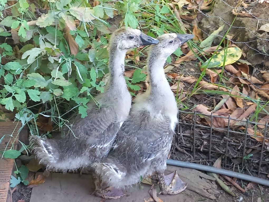 Casal de gansos da guiné