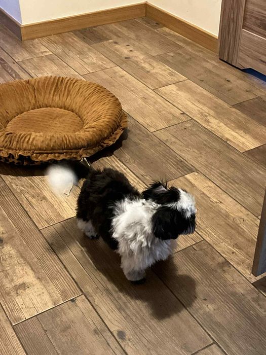 Szczenię Shih tzu gotowe do odbioru