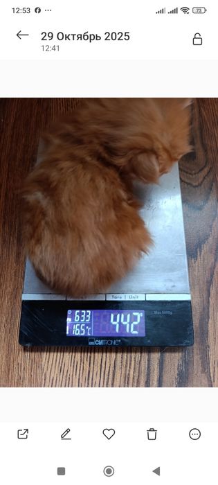 Мейн-кун, хлопчик