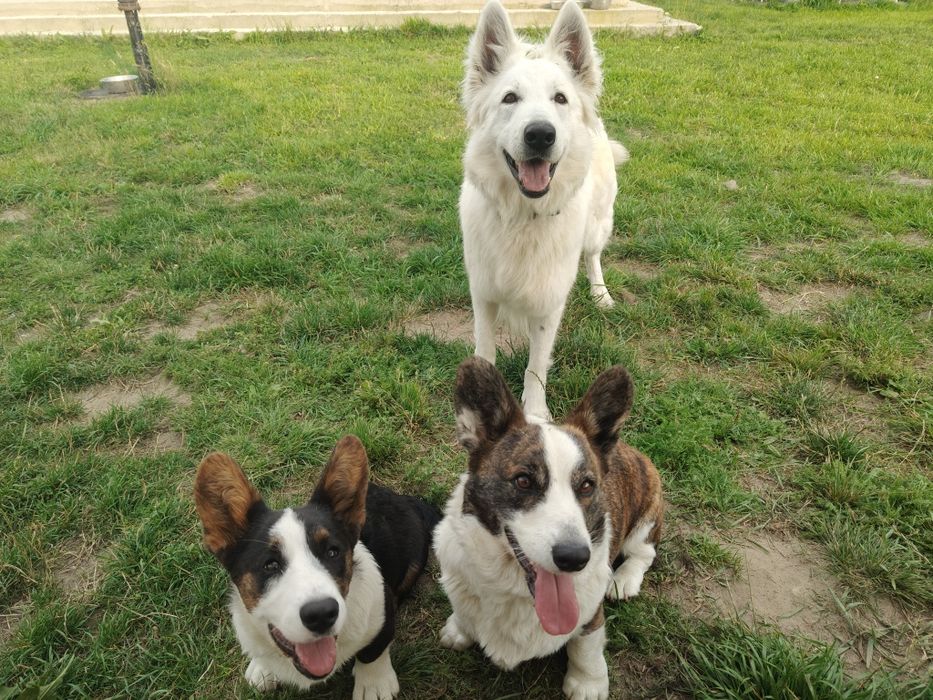 Welsh Corgi Cardigan zapowiedź- ZKwP,26 lat hodowli Rivulus FCI