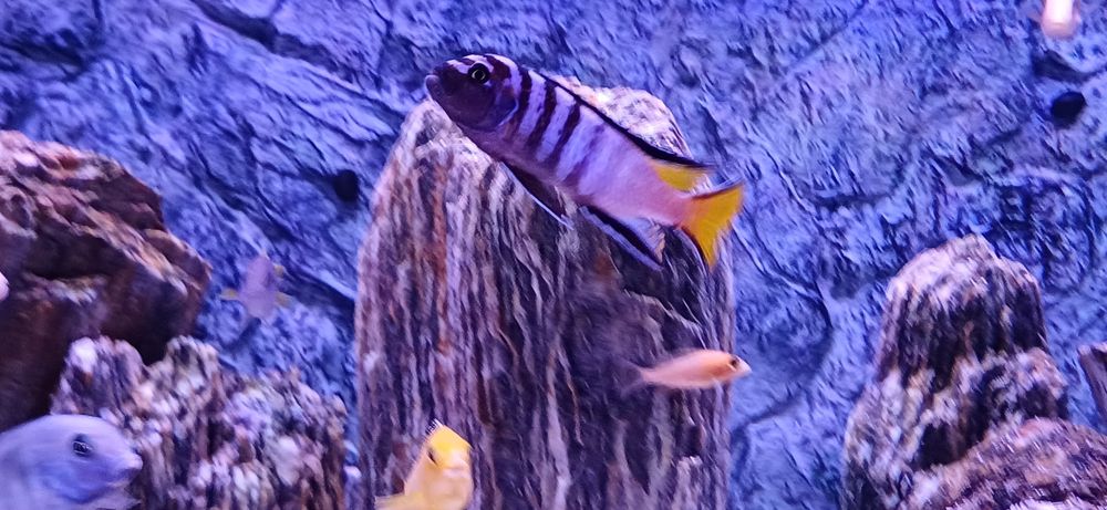 sprzedam pyszczaki Pseudotropheus elongatus Mphanga