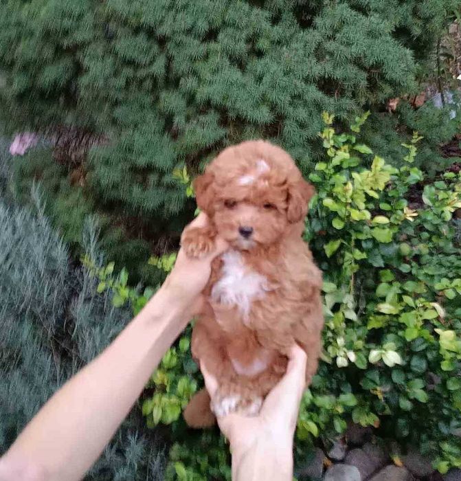 Найсолодша дизайн красунечка Помапу- товстушечка маленького розміра