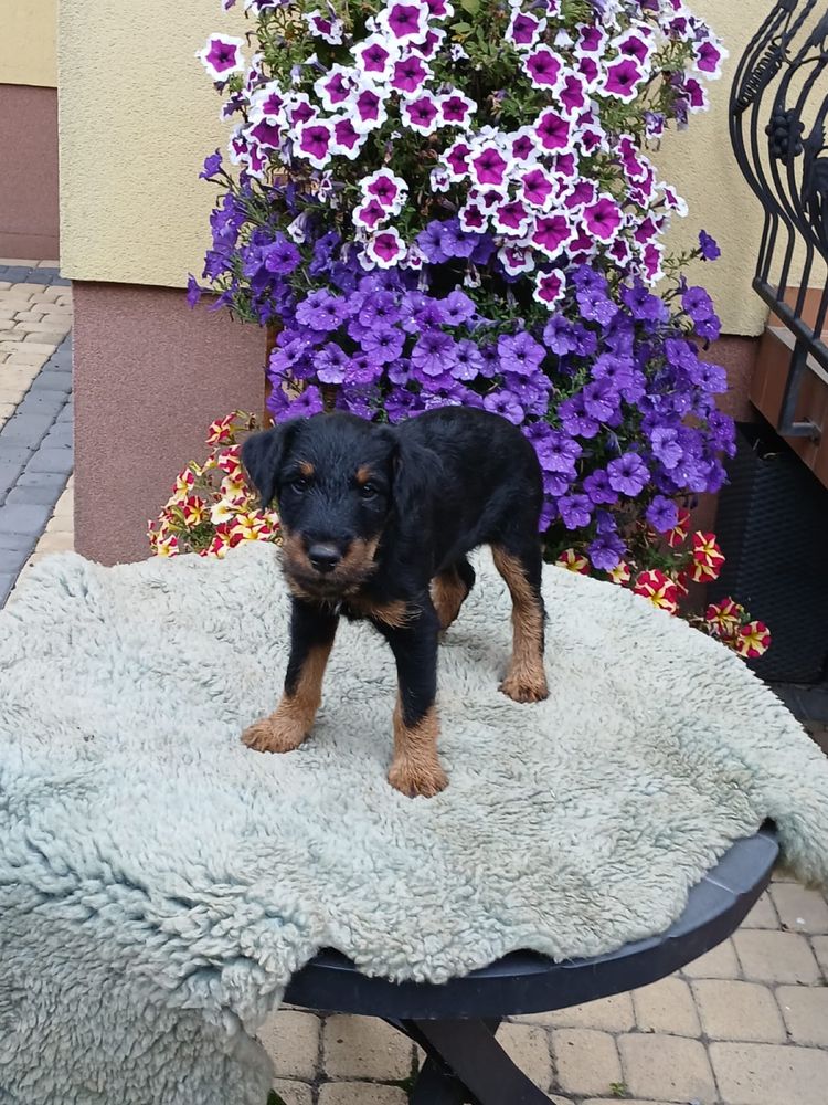 Terrier niemiecki śliczny piesek