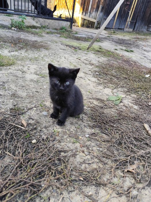 Koty młode czarne do oddania