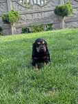 Szczeniak Cocker Spaniel
