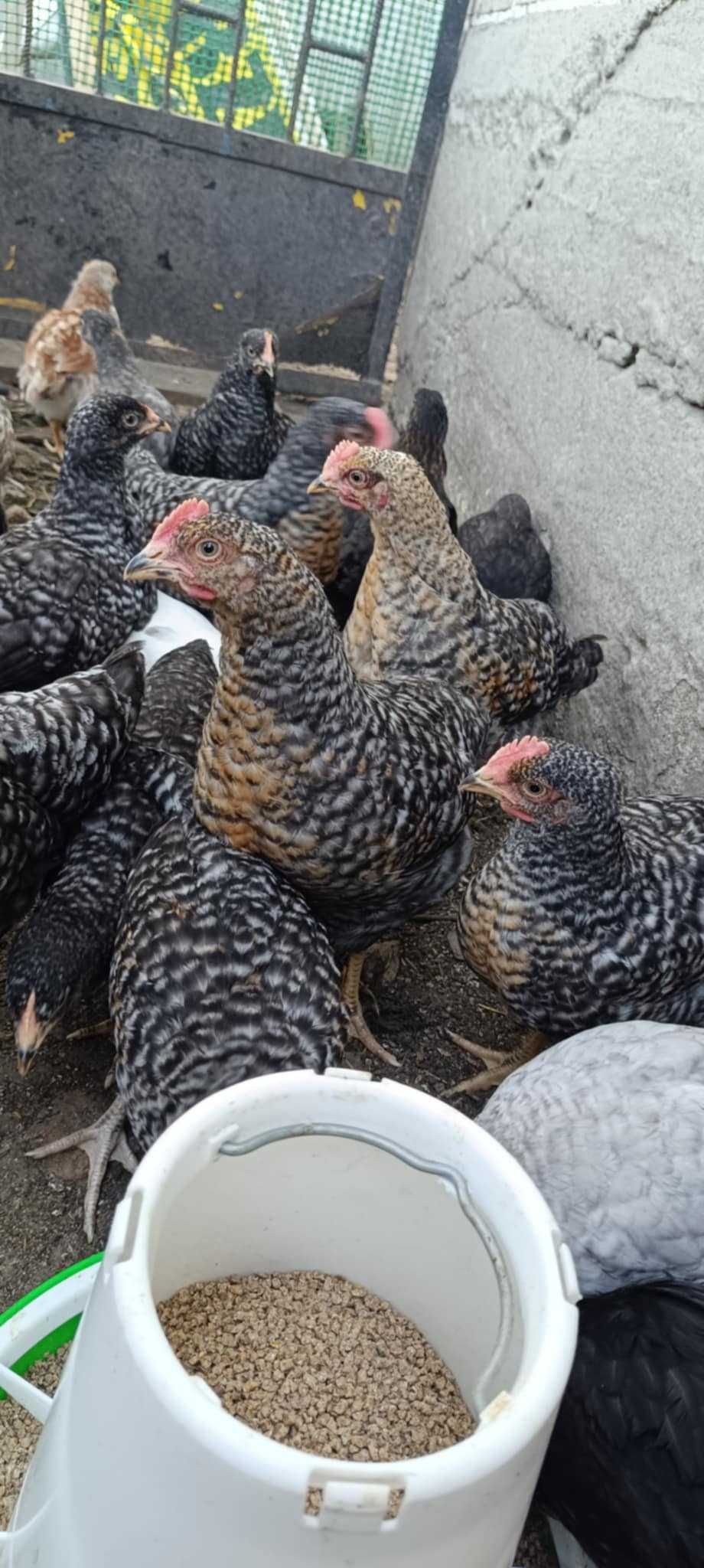 Sprzedam młode kogutki