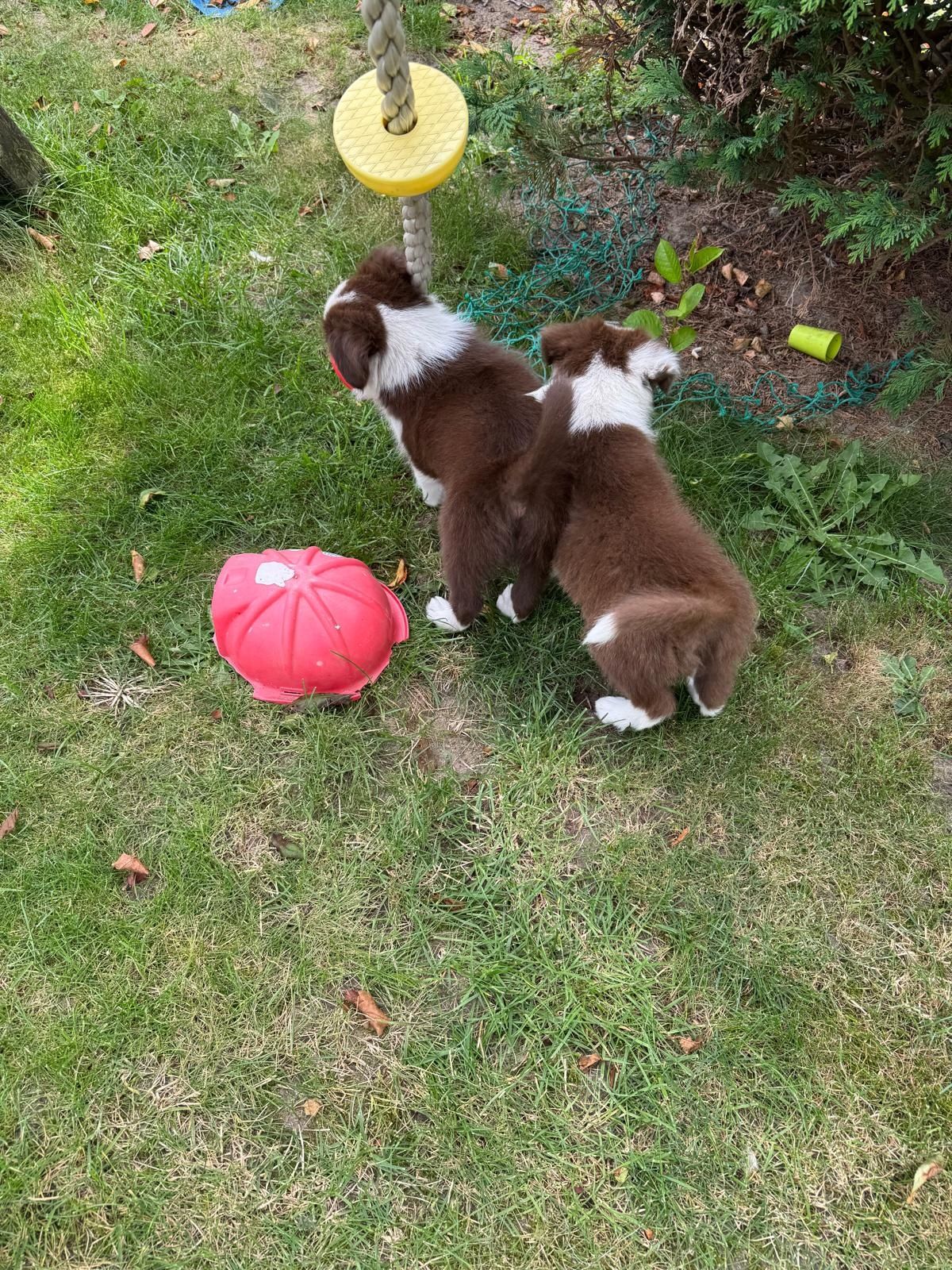 Border Collie Czekoladowo-Biała dziewczynka