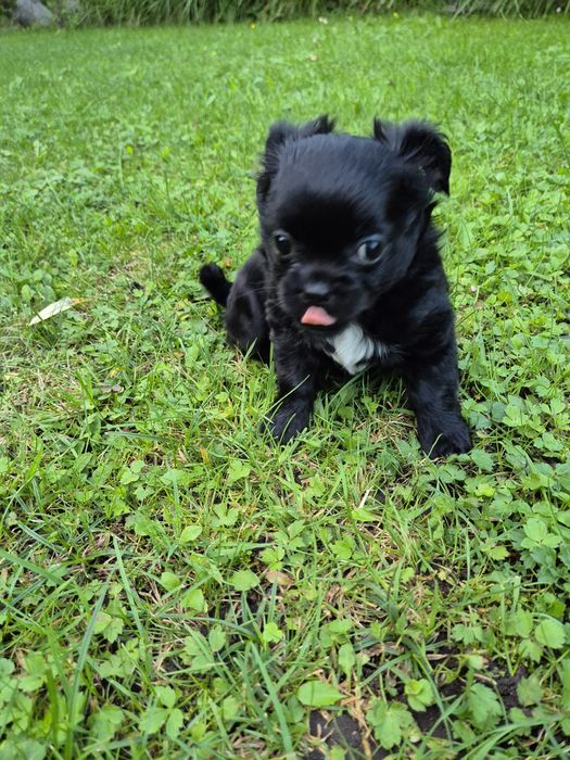 Zarezerwowana Czarna suczka chihuahua
