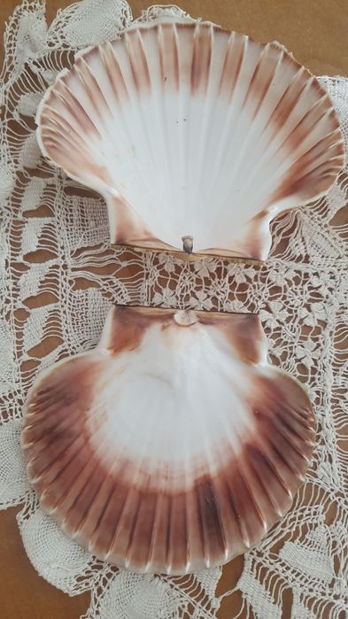 Muszle morskie, piękne, podwójne.