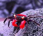 Krab kraby red devil