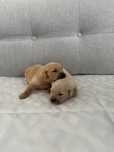 Szczeniak Golden Retriever