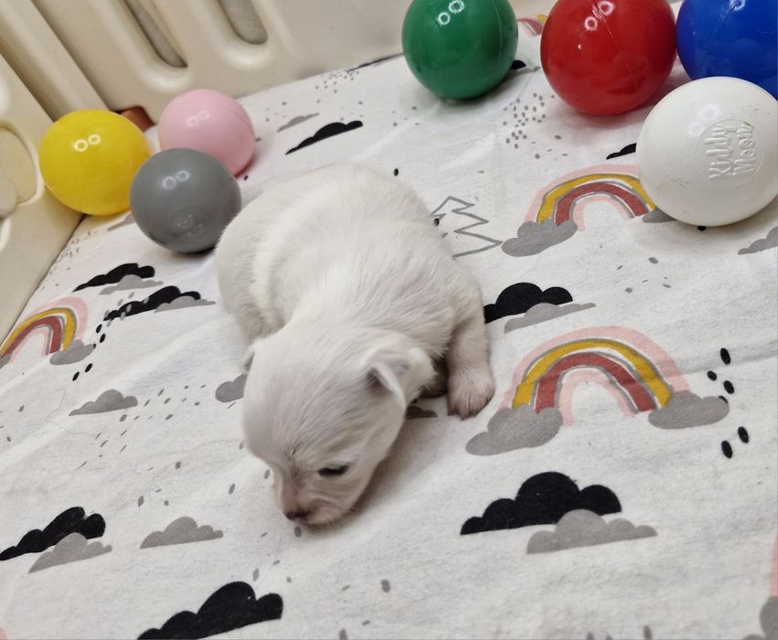 Chihuahua suczka długowłosa