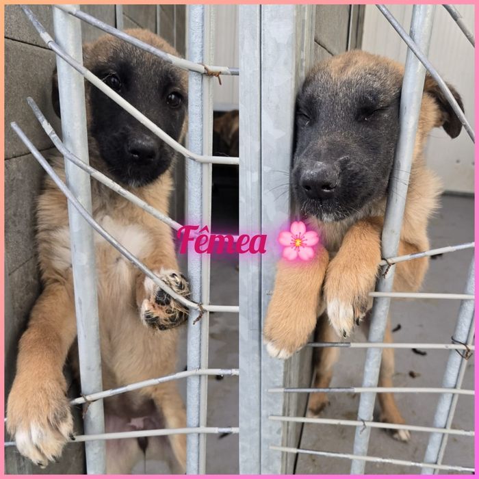 Cachorrinha para adoção