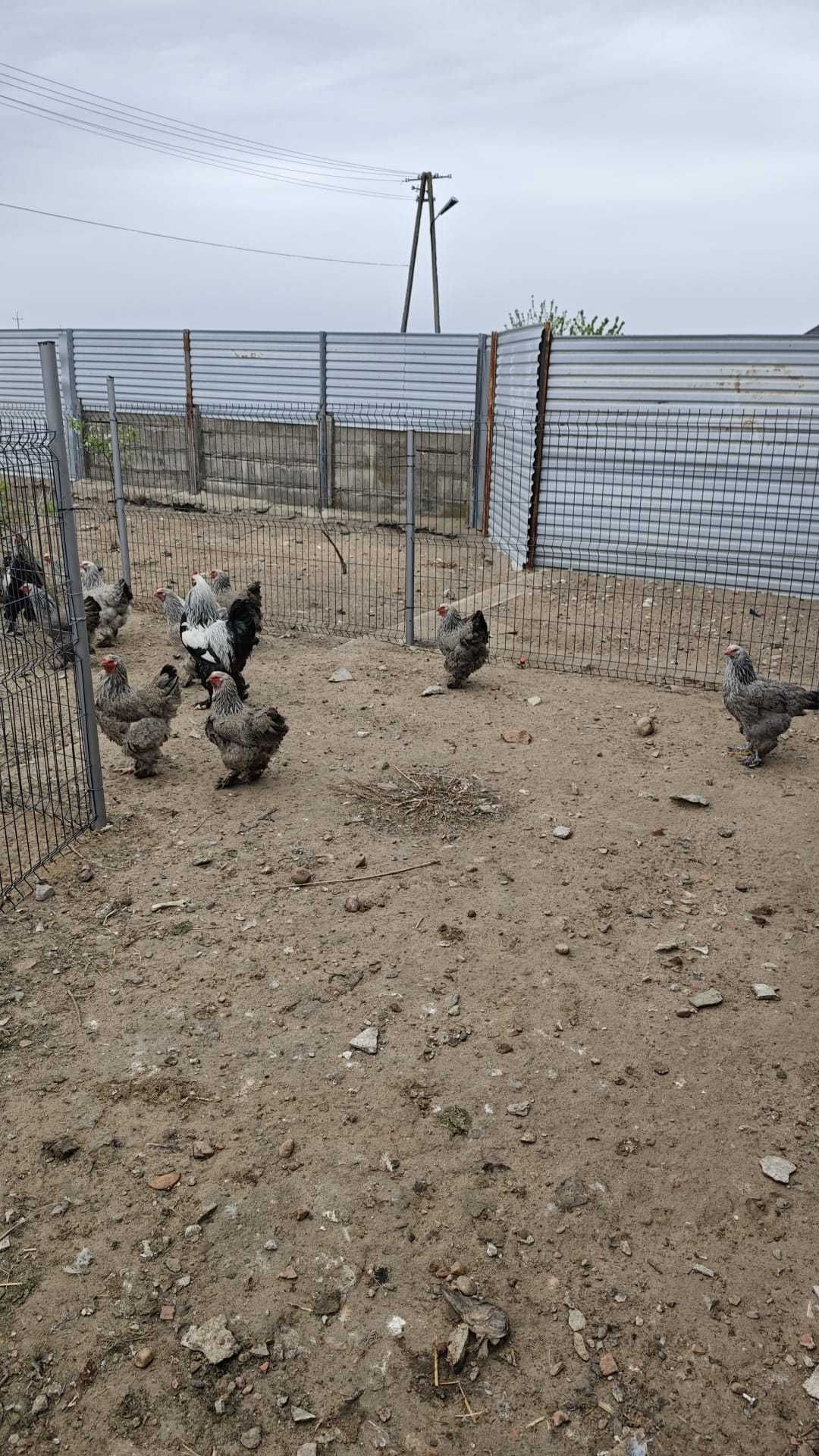 Jaja lęgowe MIX Brahma Brahmy Olbrzymiej OKAZJA TYLKO 6 ZŁ