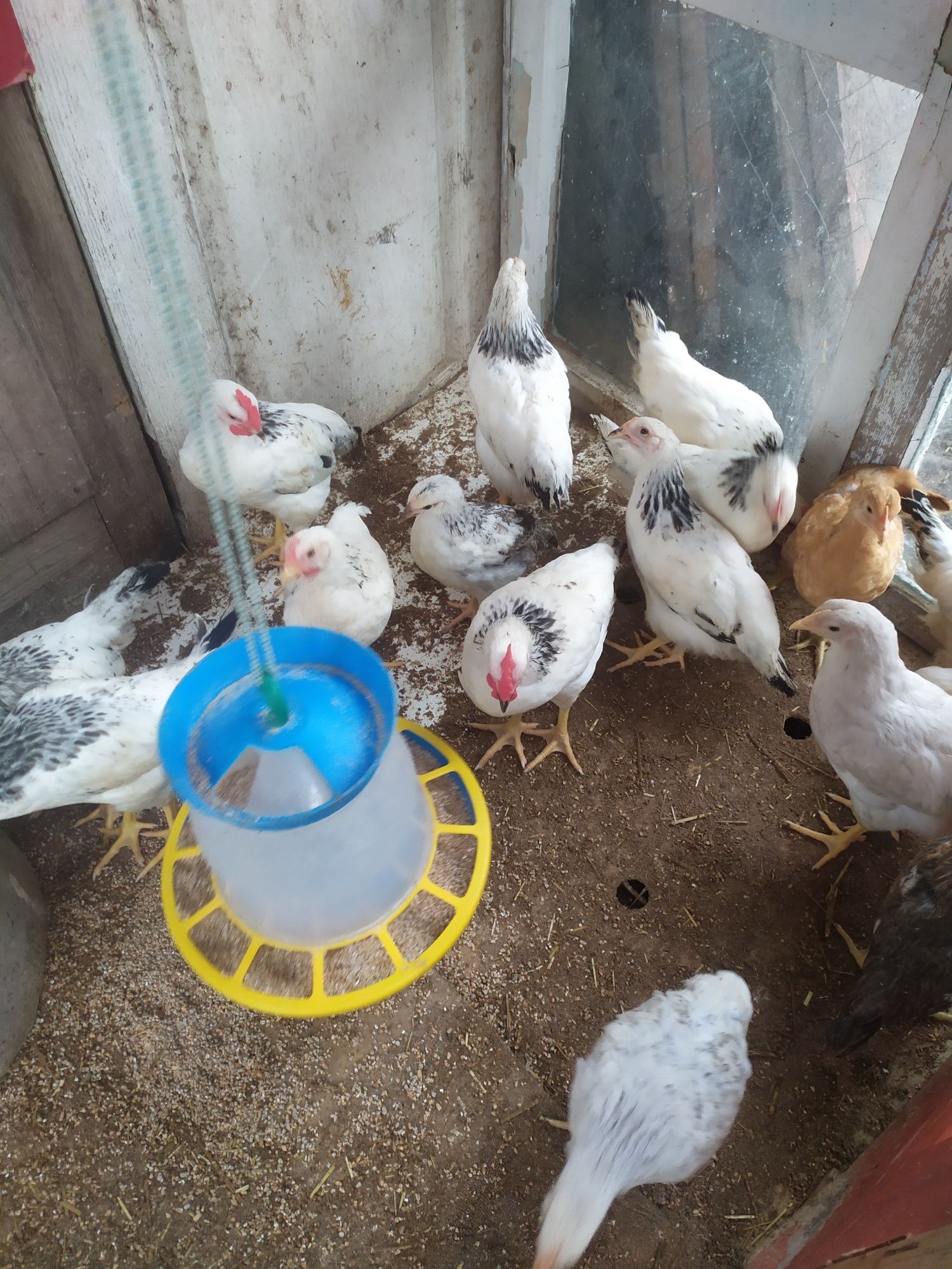 Продам цыплят 2 месяца