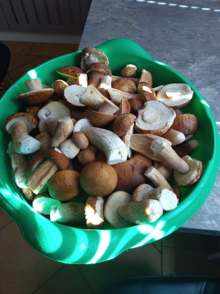Domek letniskowy,pokoje do wynajęcia Mazuy.