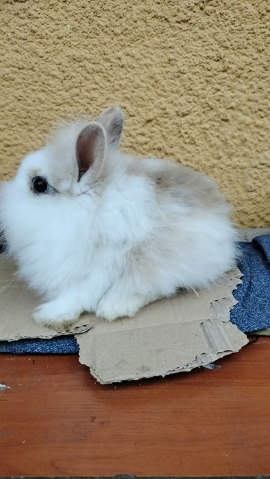 Samczyk miniaturka