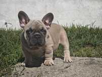 Bulldog frances  blue fawn macho