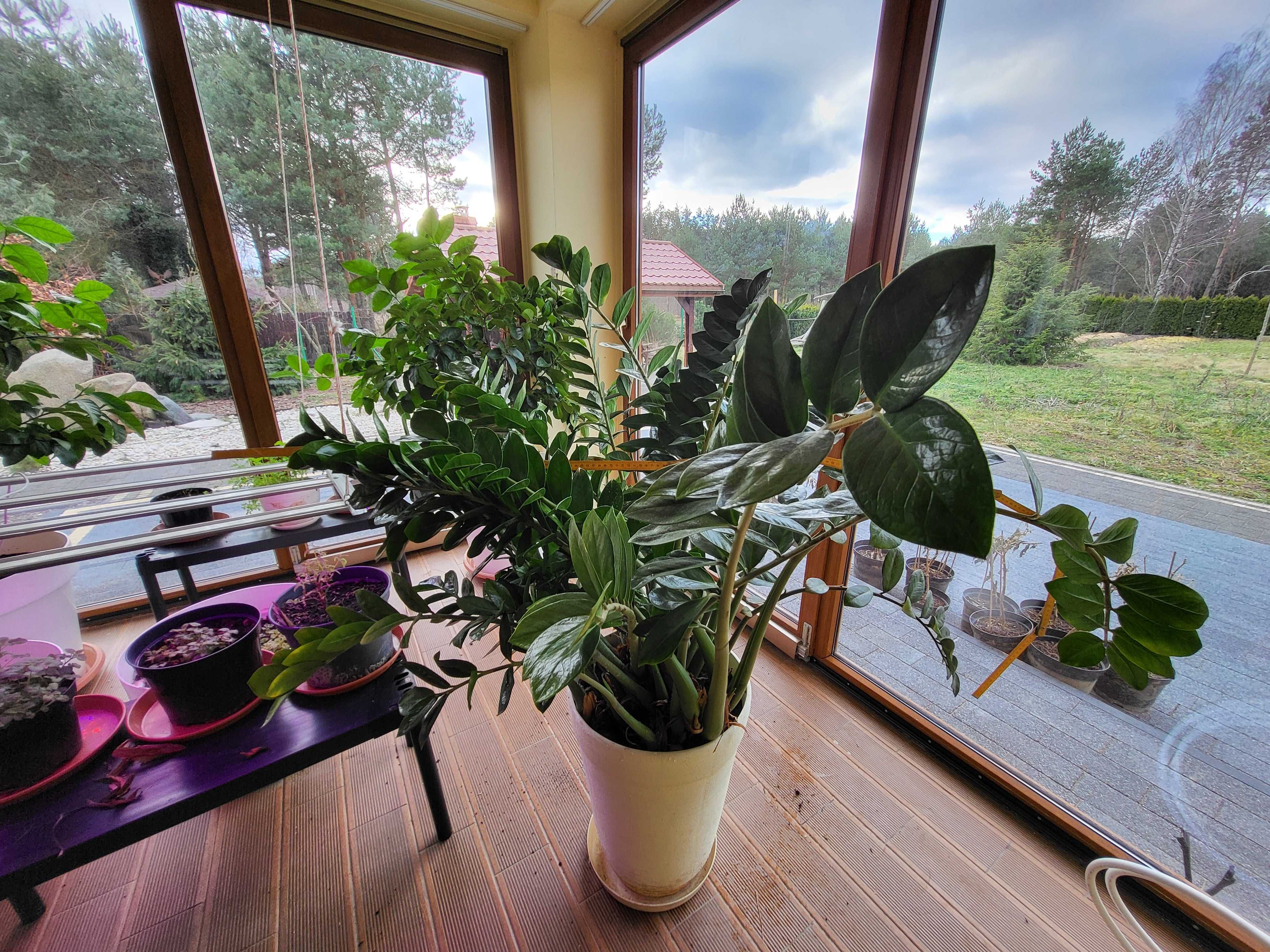 Zamioculcas zamiifolia Zamiokulkas zamiolistny ogromny super