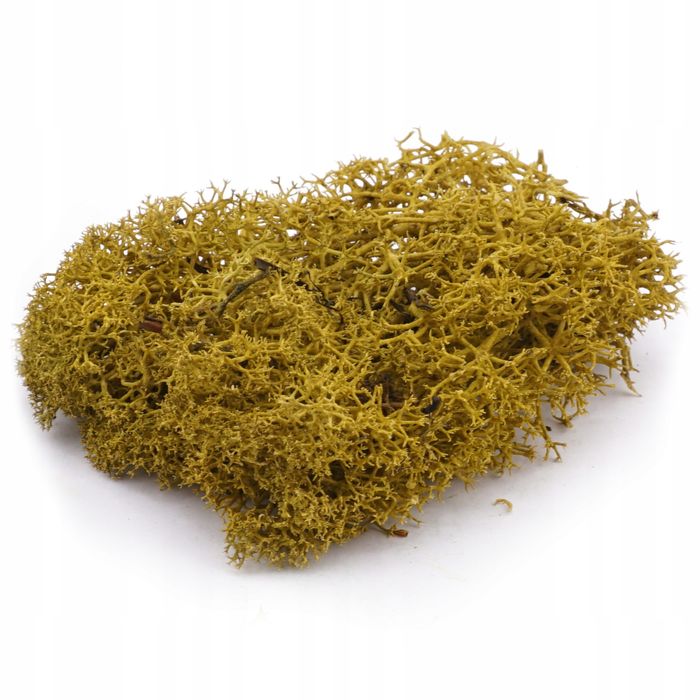 Mech chrobotek - jesienna zieleń - 0356