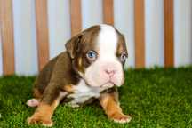 American bully micro