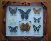 Бабочки настоящие  в деревянной рамке под стеклом