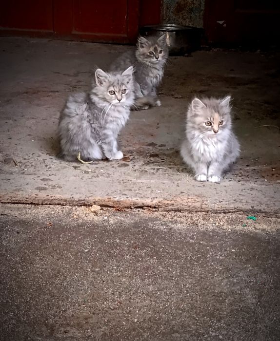 Кошенята в добрі руки