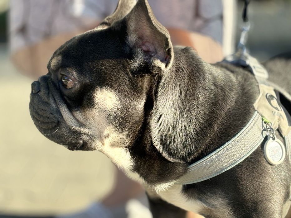 Французький бульдог для вязки. Ірпінь, Київ